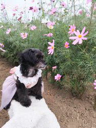 原山洋ブリーダーからお迎えした父プードル母チワワ(ロング)：福楽朗くん