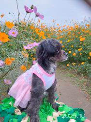 原山洋ブリーダーからお迎えした父プードル母チワワ(ロング)：福楽朗くん