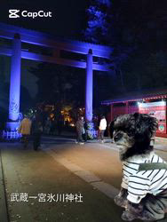 原山洋ブリーダーからお迎えした父プードル母チワワ(ロング)：福楽朗くん