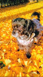 原山洋ブリーダーからお迎えした父プードル母チワワ(ロング)：福楽朗くん