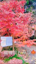 原山洋ブリーダーからお迎えした父プードル母チワワ(ロング)：福楽朗くん