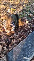 原山洋ブリーダーからお迎えした父プードル母チワワ(ロング)：福楽朗(ぷくたろう)くん