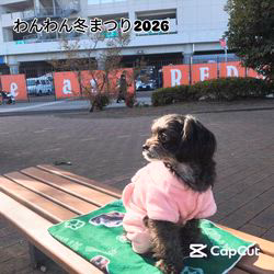 原山洋ブリーダーからお迎えした父プードル母チワワ(ロング)：福楽朗(ぷくたろう)くん