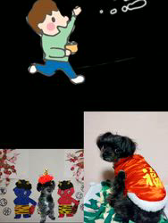 原山洋ブリーダーからお迎えした父プードル母チワワ(ロング)：福楽朗(ぷくたろう)くん