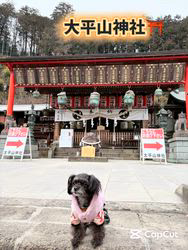 原山洋ブリーダーからお迎えした父プードル母チワワ(ロング)：福楽朗(ぷくたろう)くん