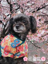 原山洋ブリーダーからお迎えした父プードル母チワワ(ロング)：福楽朗(ぷくたろう)くん