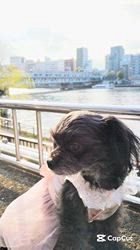 原山洋ブリーダーからお迎えした父プードル母チワワ(ロング)：福楽朗(ぷくたろう)くん