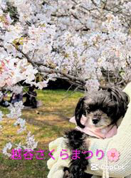 原山洋ブリーダーからお迎えした父プードル母チワワ(ロング)：福楽朗(ぷくたろう)くん