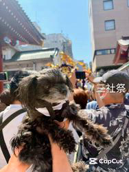 原山洋ブリーダーからお迎えした父プードル母チワワ(ロング)：福楽朗(ぷくたろう)くん