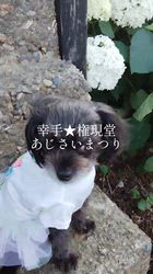 原山洋ブリーダーからお迎えした父プードル母チワワ(ロング)：福楽朗(ぷくたろう)くん