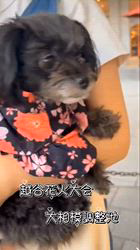 原山洋ブリーダーからお迎えした父プードル母チワワ(ロング)：福楽朗(ぷくたろう)くん