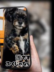 原山洋ブリーダーからお迎えした父プードル母チワワ(ロング)：福楽朗(ぷくたろう)くん