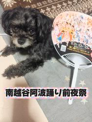 原山洋ブリーダーからお迎えした父プードル母チワワ(ロング)：福楽朗(ぷくたろう)くん