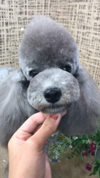 添田かきつブリーダーからお迎えしたトイプードル：トイプードルくん