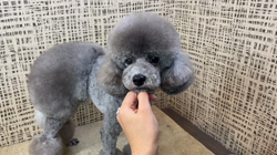 添田かきつブリーダーからお迎えしたトイプードル：トイプードルくん