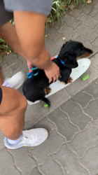 藤木健二ブリーダーからお迎えしたミニチュアダックスフンド(ロング)：昇良　　しょうりくん