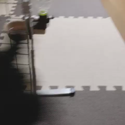 川辺進ブリーダーからお迎えしたトイプードル：アンルシアちゃん