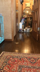 中澤佐規子ブリーダーからお迎えしたシーズー：あんなちゃん