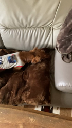 高山美由紀ブリーダーからお迎えしたミニチュアダックスフンド(ロング)：楽（らく）くん