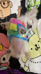 倉永里枝ブリーダーからお迎えしたチワワ(ロング)：VANILLAちゃん