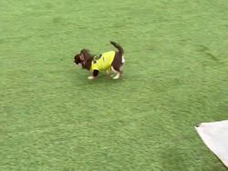 池田優子ブリーダーからお迎えしたチワワ(ロング)：ピノくん