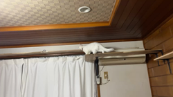 市川博明ブリーダーからお迎えしたマンチカン：メルちゃん