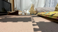 市川博明ブリーダーからお迎えしたマンチカン：メルちゃん