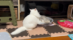 市川博明ブリーダーからお迎えしたマンチカン：メルちゃん