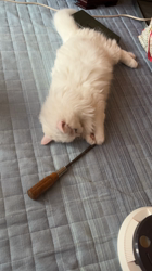 市川博明ブリーダーからお迎えしたマンチカン：メルちゃん