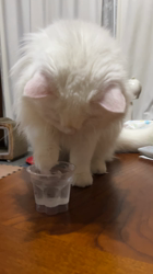 市川博明ブリーダーからお迎えしたマンチカン：メルちゃん