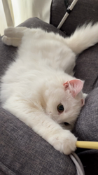 市川博明ブリーダーからお迎えしたマンチカン：メルちゃん