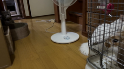 市川博明ブリーダーからお迎えしたマンチカン：メルちゃん