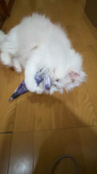 市川博明ブリーダーからお迎えしたマンチカン：メルちゃん