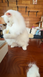 市川博明ブリーダーからお迎えしたマンチカン：メルちゃん
