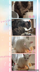 市川博明ブリーダーからお迎えしたマンチカン：メルちゃん