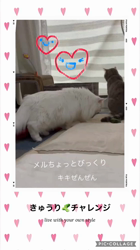 市川博明ブリーダーからお迎えしたマンチカン：メルちゃん