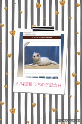市川博明ブリーダーからお迎えしたマンチカン：メルちゃん
