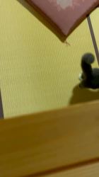 村井令枝ブリーダーからお迎えしたブリティッシュショートヘア：みんくちゃん