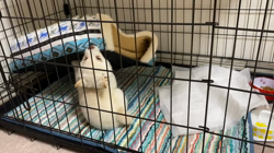 山中宏ブリーダーからお迎えした柴犬：幸白(こはく)くん