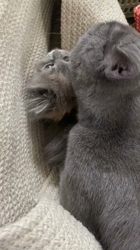 夏山静代ブリーダーからお迎えしたブリティッシュショートヘア：クロエちゃん