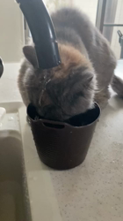 夏山静代ブリーダーからお迎えしたブリティッシュショートヘア：クロエちゃん