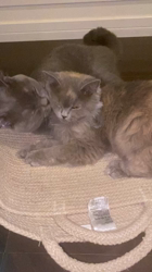 夏山静代ブリーダーからお迎えしたブリティッシュショートヘア：クロエちゃん