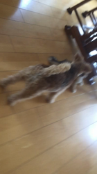 沼崎祐子ブリーダーからお迎えした父:チワワ×母:ダックス：華(はな)ちゃん