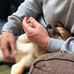 渡邉昌次ブリーダーからお迎えした柴犬：チャコちゃん