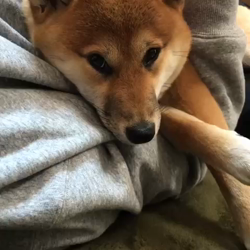 渡邉昌次ブリーダーからお迎えした柴犬：チャコちゃん