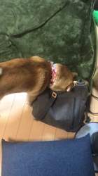 渡邉昌次ブリーダーからお迎えした柴犬：チャコちゃん