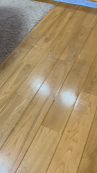 萩原由恵ブリーダーからお迎えしたトイプードル：シェリちゃん