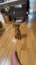 萩原由恵ブリーダーからお迎えしたトイプードル：シェリちゃん