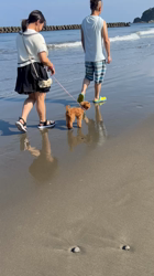 萩原由恵ブリーダーからお迎えしたトイプードル：シェリちゃん