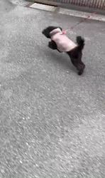 高橋恵子ブリーダーからお迎えしたトイプードル：テトちゃん